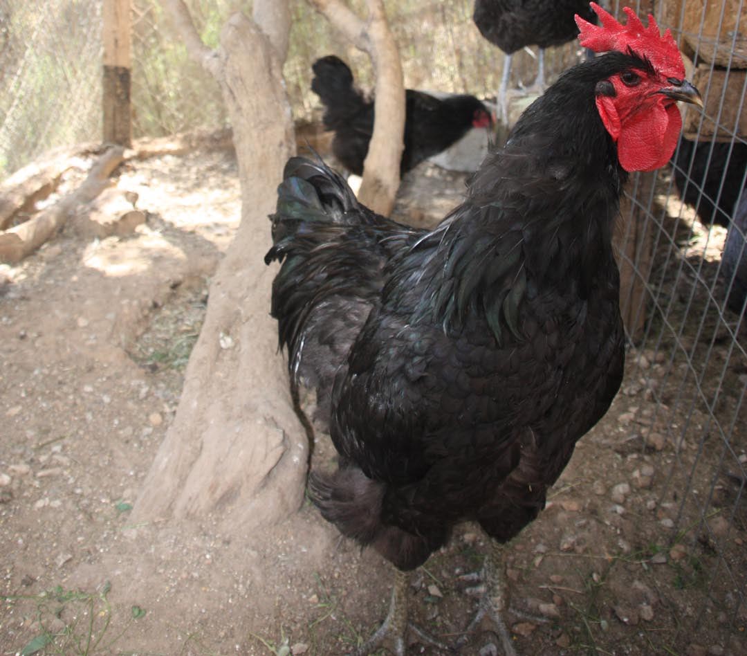 Αμερικανικά μαύρα κότες & x28 παπιών Anas rubripes& x29 κατάδυση για τα τρόφιμα.